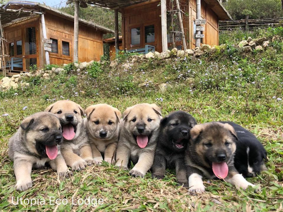 Utopia Eco Lodge Sapa Bagian luar foto